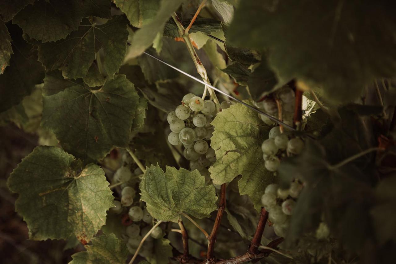 Вілла Weingut Kollerhof Am Eichberg Лойчах Екстер'єр фото