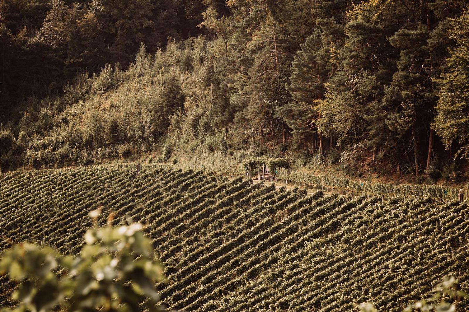 Вілла Weingut Kollerhof Am Eichberg Лойчах Екстер'єр фото